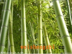 供應四川成都竹漿原紙/大軸紙/竹漿衛(wèi)生紙成品批發(fā)代理;