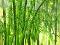 竹漿本色紙未來發(fā)展趨勢(shì)顯著