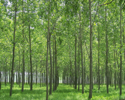 造紙所用的植物纖維的種類