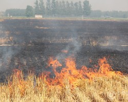 寧夏秸稈造紙項目成為“新寵兒”
