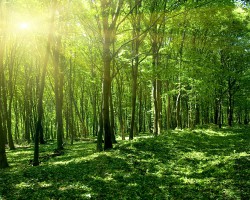 國家林業局就青島第九次森林資源清查作出指導工作