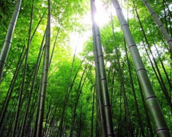 四川江門竹槳項目計劃年底落成