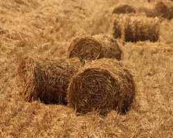 甘肅省甘州區簽約350萬噸/年秸稈綜合利用項目