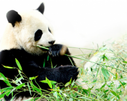 山丘竹紙京東眾籌1008萬 創中國紙巾眾籌高紀錄