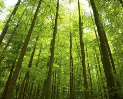 打造新增長極　貴州林業產業發力