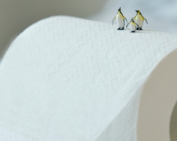 竹槳本色紙和白色紙的區別