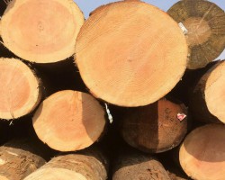 2025年廣東林業產業總產值將達萬億元