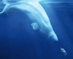 2020年上半年中國生活用紙進出口貿易市場發(fā)展現(xiàn)狀分析 出口量出口額雙雙增長