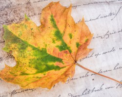 Libresse薇爾馳援河北，急送褲型衛(wèi)生巾貼心守護(hù)前線醫(yī)護(hù)女戰(zhàn)士